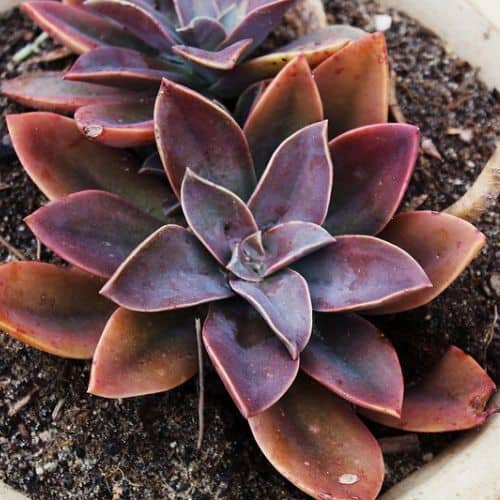 graptoveria fred ives 1