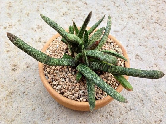 repotting overgrown succulents