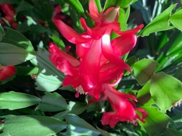how to care for a Christmas cactus
