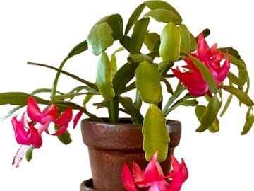 how often to water a christmas cactus