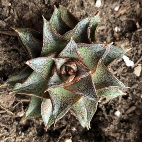 how to save an under watered succulent