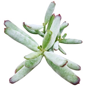 cotyledon orbiculata flanaganii succulents