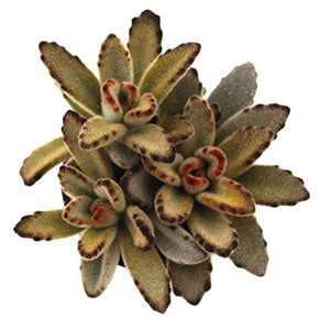 kalanchoe tomentosa chocolate soldier leaf clay