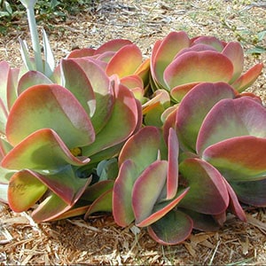 kalanchoe thyrsiflora succulents