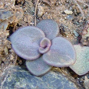 lenophyllum obtusum