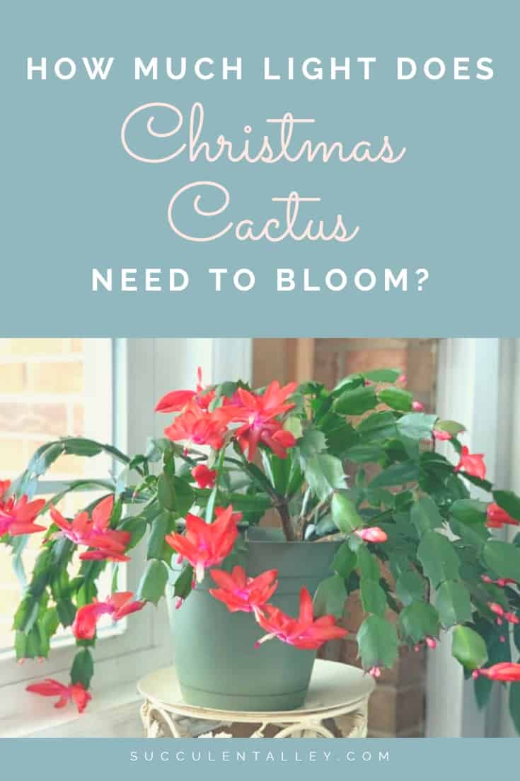 how much light does a christmas cactus need