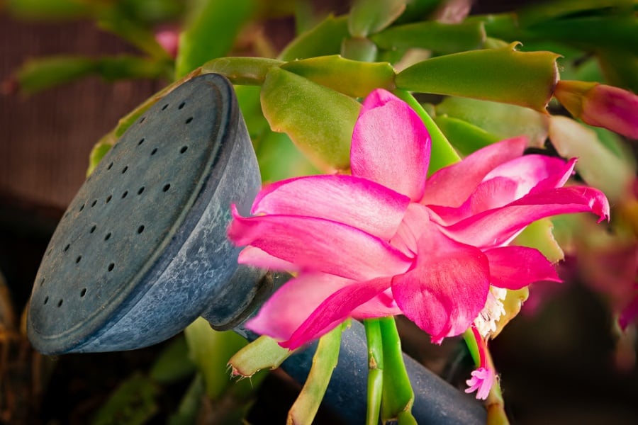 how much water does a christmas cactus need