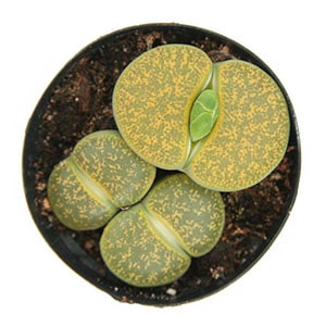 lithops lesliei albinaca leaf clay