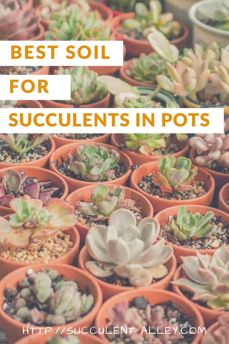 best soil for succulents in pots