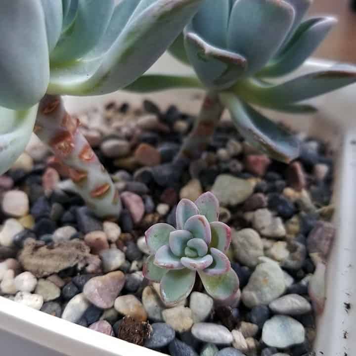 how long to propagate succulents 21