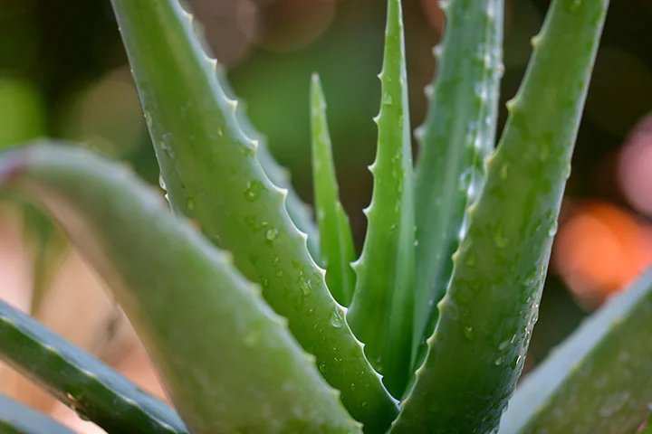 healing properties of succulents