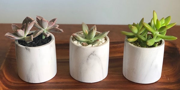 what are succulents used for