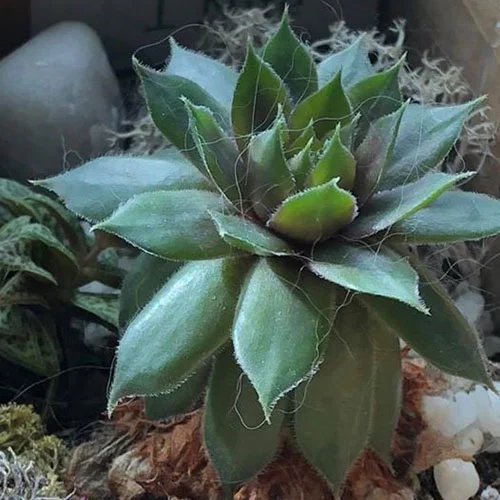 succulent with brown bottom leaves