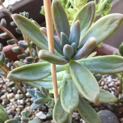 underwatered succulent