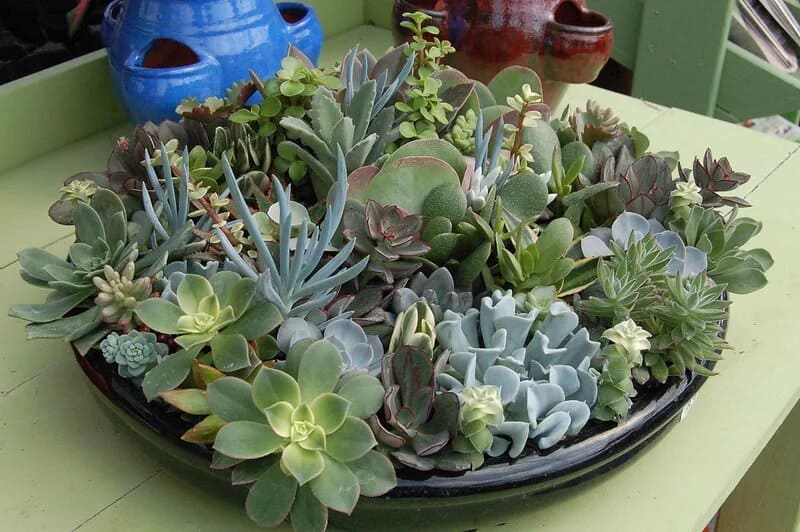 how often should you fertilize succulents