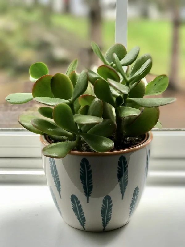 are succulents good office plants