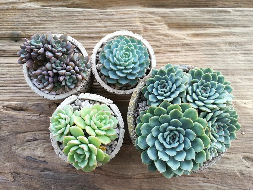 how big should succulent pots be