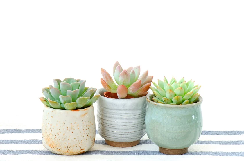 succulent arrangement