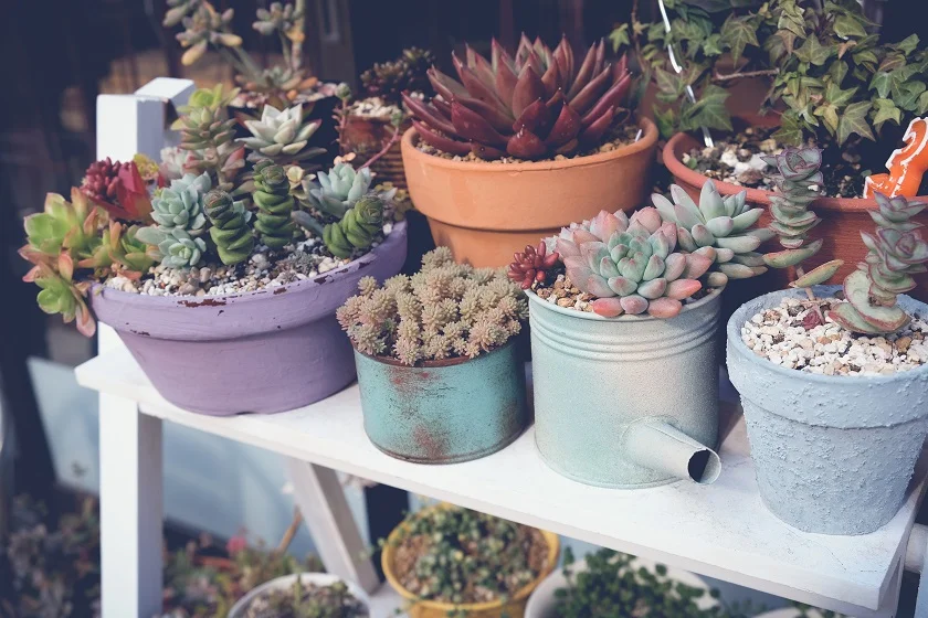 succulents in metal pots