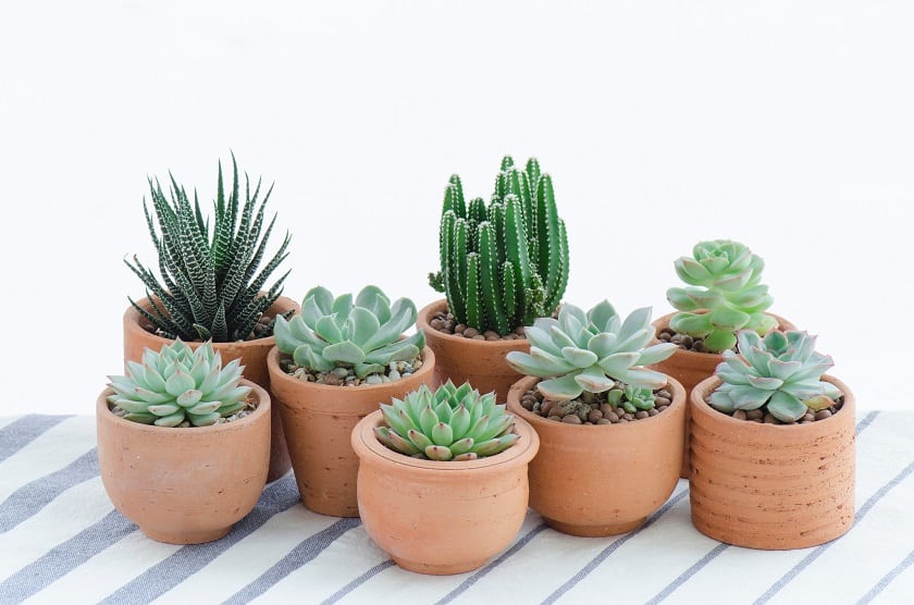succulents in terracotta pots