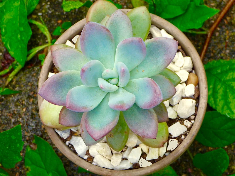 best succulents for beginners