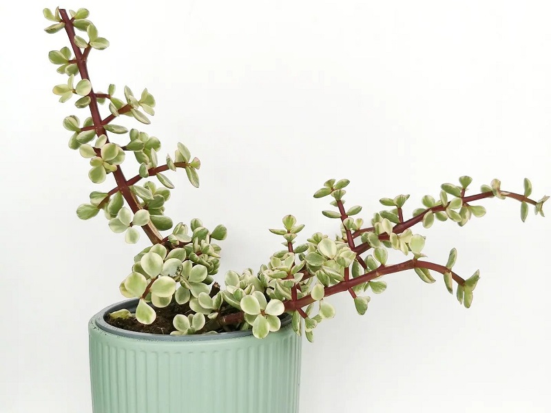 easy succulent for beginners