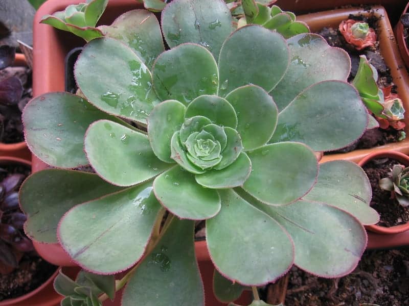 aeonium hawbicum