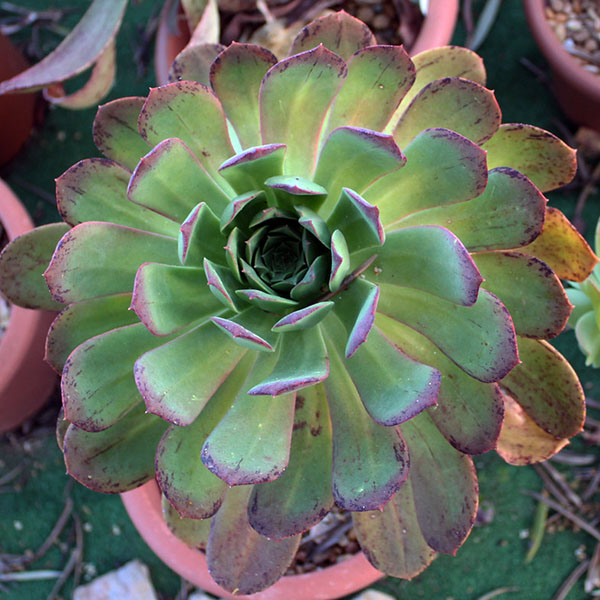 aeonium urbicum