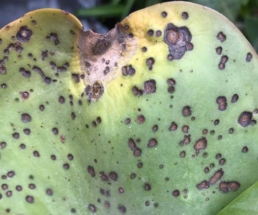 black spots on succulent leaves 2