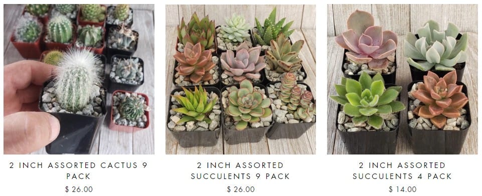succulents for sale