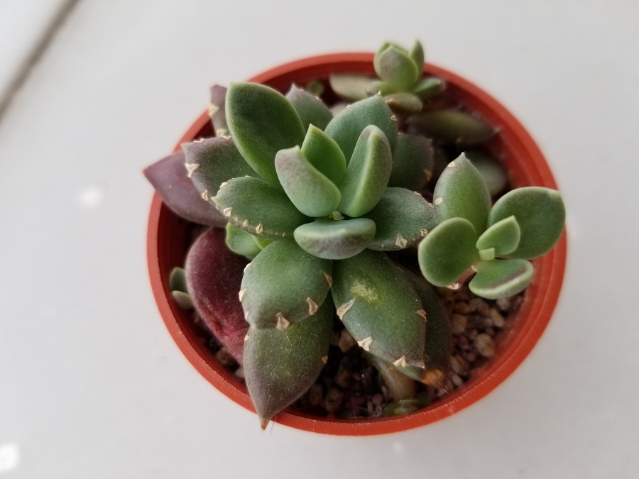 succulent leaves splitting