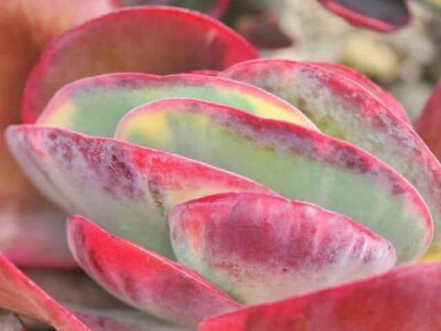 succulent leaves turning red