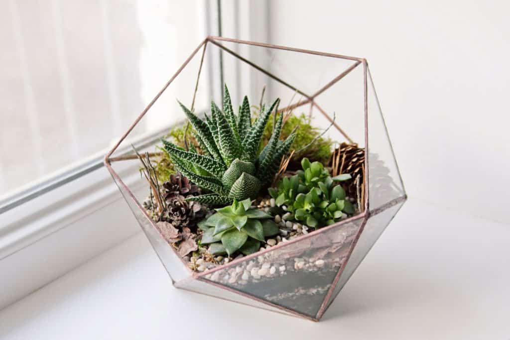 are succulents good for closed terrariums