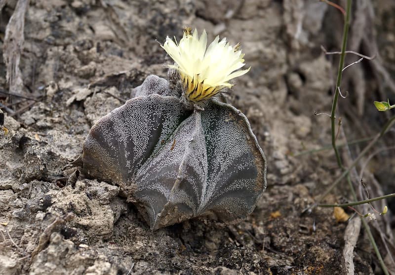 type of soil for cacti