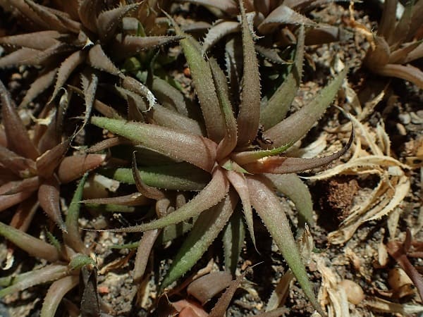 haworthia types