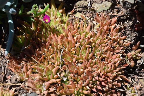 haworthia types