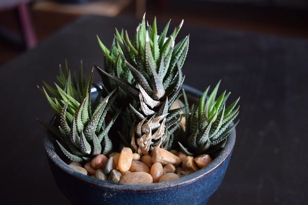 haworthia types