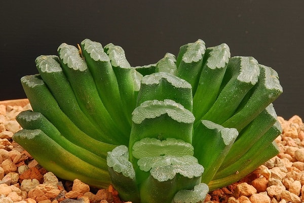 haworthia types