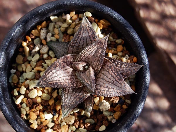 haworthia types