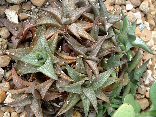 haworthia types