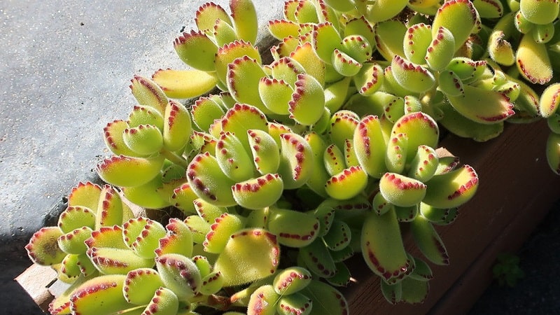 bear paw succulent leaves falling off 4