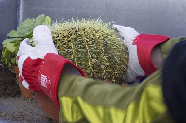 best gloves for handling cactus