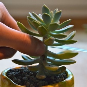 can i cut a succulent that is too tall