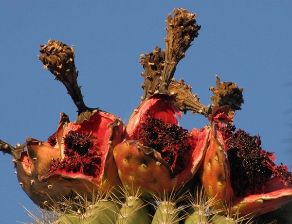 can you eat saguaro fruit
