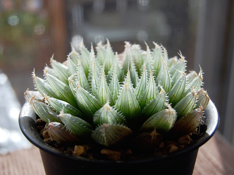 haworthia types