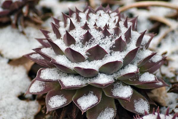 how cold can succulents tolerate