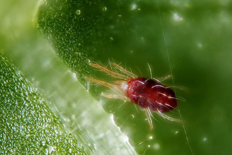how to get rid of red spider mites