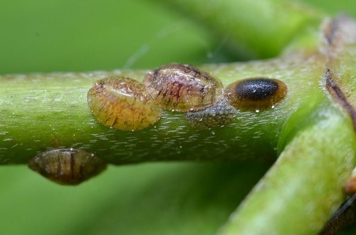 how to get rid of scale insects on cactus