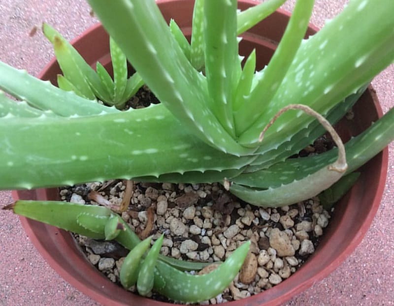how to plant aloe vera without roots