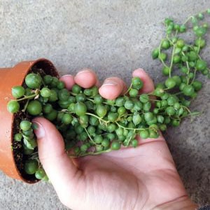 how to repot strings of pearls